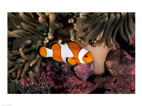 Framed Percula Clownfish swimming near sea anemones underwater Print