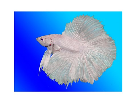 Framed White Betta Fish Print