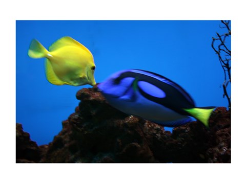 Framed Yellow Tang and Blue Tang Print