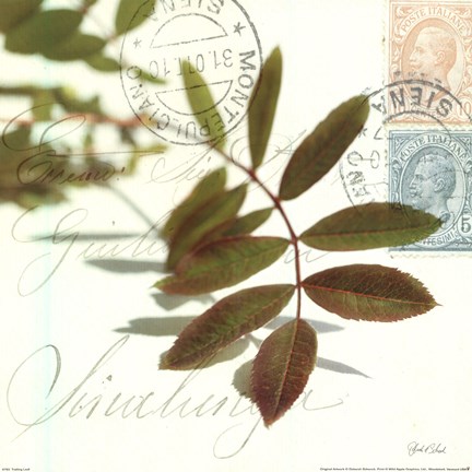 Framed Trailing Leaf Print