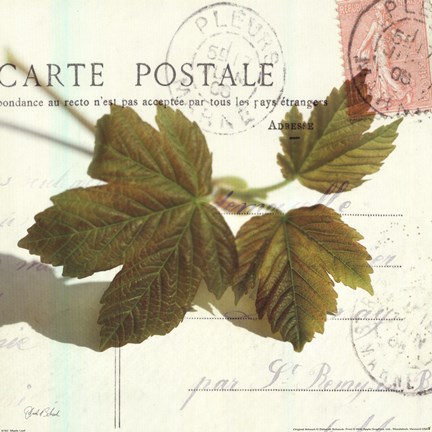 Framed Maple Leaf Print