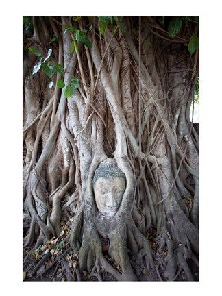 Framed Buddha Head in the Roots of a Tree Print