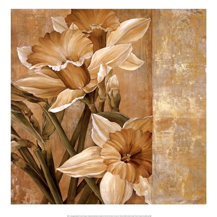 Framed Champagne Daffodils I Print