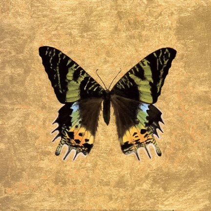 Framed Butterfly on Gold Print