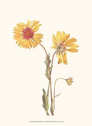 Framed Delicate Wildflowers II Print