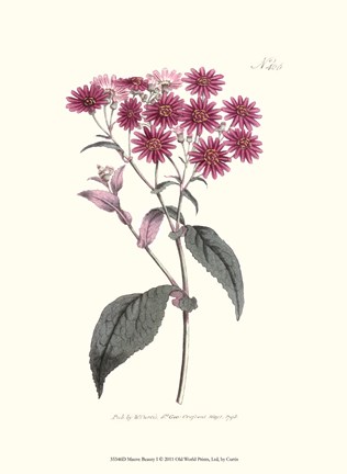 Framed Mauve Beauty I Print