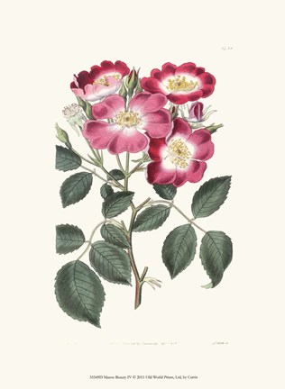 Framed Mauve Beauty IV Print