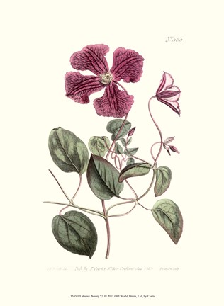 Framed Mauve Beauty VI Print