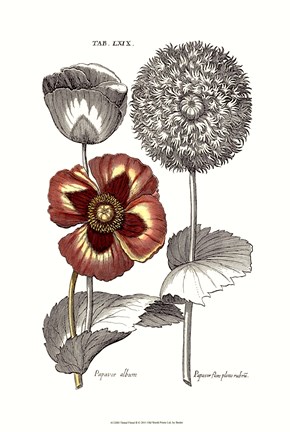 Framed Tinted Floral II Print