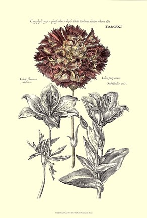 Framed Tinted Floral IV Print