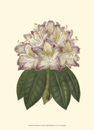 Framed Pastel Blooms I Print