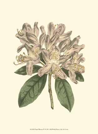 Framed Pastel Blooms IV Print