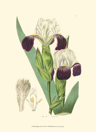 Framed Elegant Iris IV Print