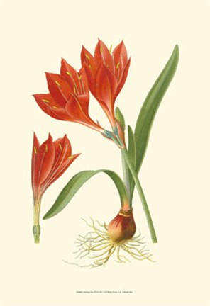 Framed Striking Lilies IV Print