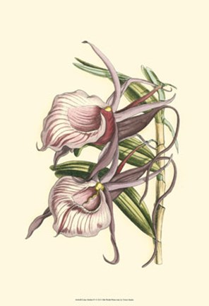 Framed Lilac Orchid IV Print