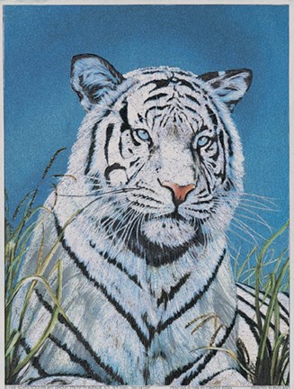 Framed Carol Hoss - Tiger in Wild Size 6x8 Print