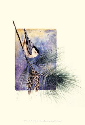 Framed Nuthatch and Pine Print