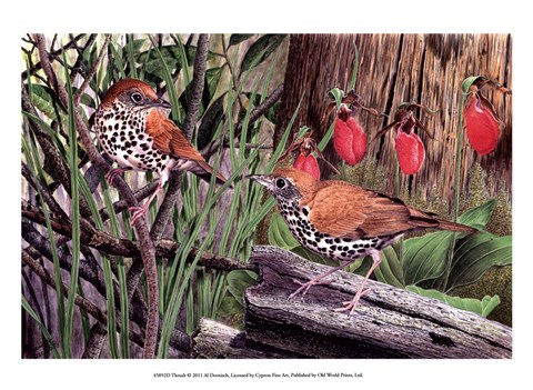 Framed Thrush Print