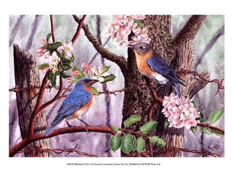 Framed Bluebirds Print