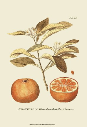 Framed Antique Orange Print