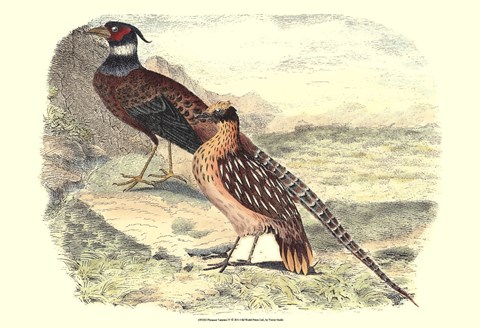 Framed Pheasant Varieties IV Print