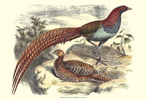 Framed Pheasant Varieties VII Print