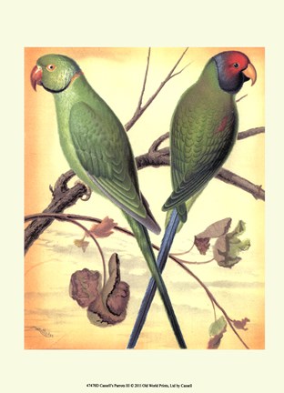 Framed Parrots III Print