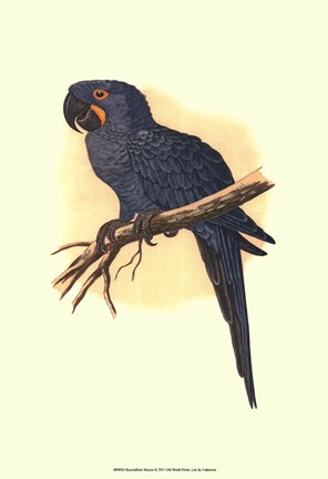 Framed Hyacinthine Macaw Print