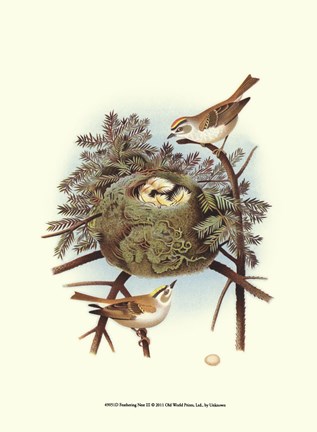 Framed Feathering Nest III Print