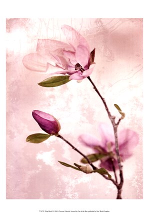 Framed Tulip Blush I Print