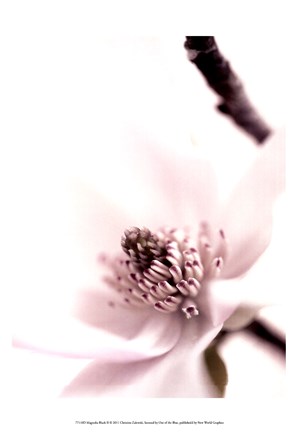Framed Magnolia Blush II Print