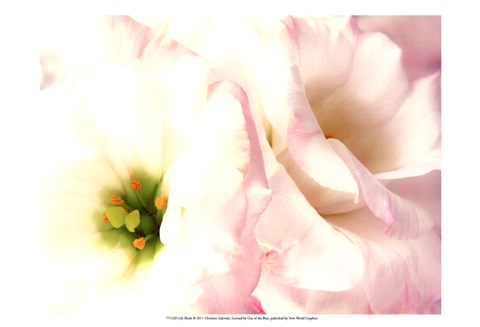 Framed Lily Blush Print