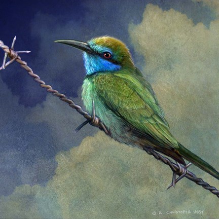 Framed Bee Eater Print