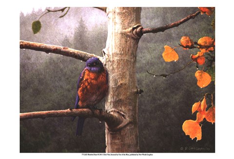 Framed Bluebird Rain Print