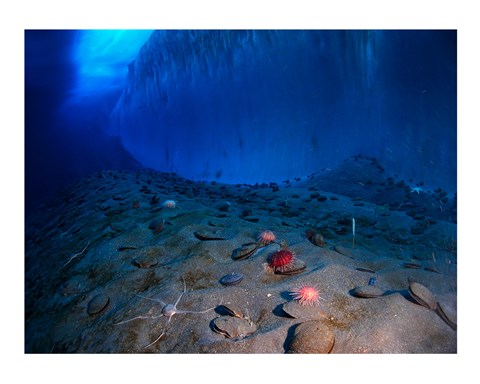 Framed Ice Wall and the Ocean Floor at Explorer&#39;s Cover Print
