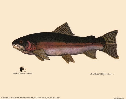 Framed Steelhead Trout Print