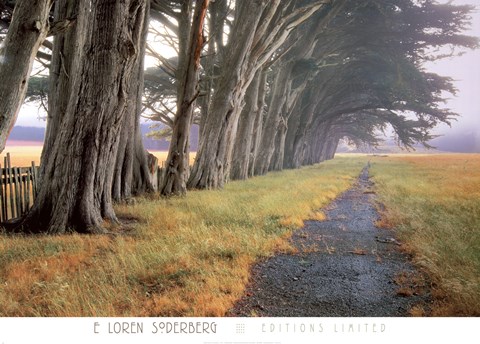 Framed Eucalyptus Fog Print