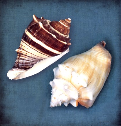 Framed Two Shells III Print