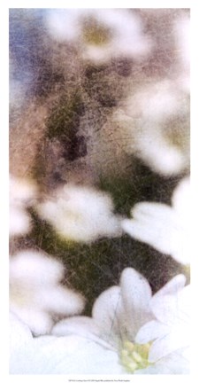 Framed Looking Glass II Print