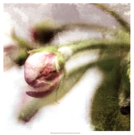 Framed Apple Blossom III Print