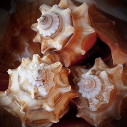 Framed Macro Shells VII Print