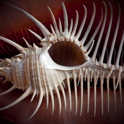 Framed Macro Shells VIII Print