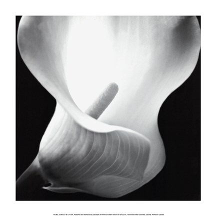 Framed Softness I Print