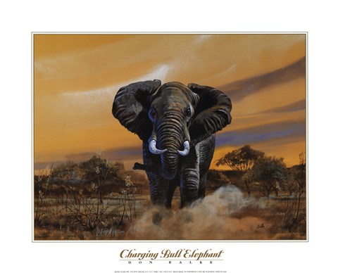Framed Charging Bull Elephants Print