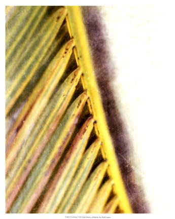 Framed Frond Study I Print