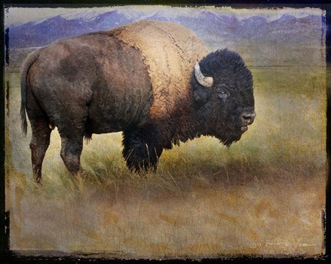 Framed Bison Portrait II Print