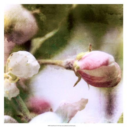 Framed Apple Blossom Print