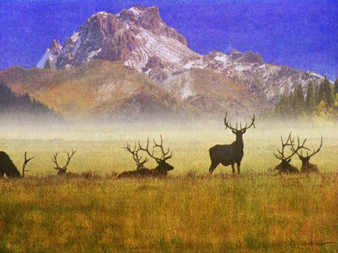 Framed Bull Elk Print