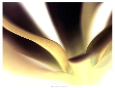 Framed Petal II Print