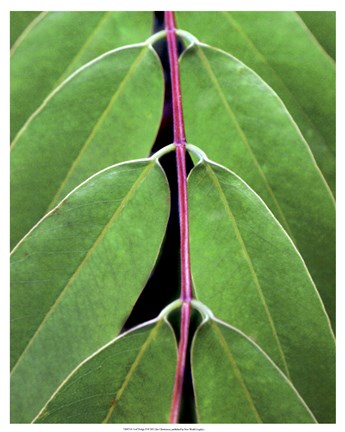 Framed Leaf Design II Print